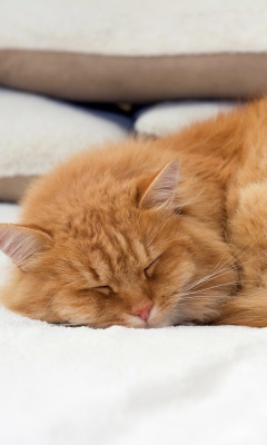 Sfondi Sleeping red cat 240x400