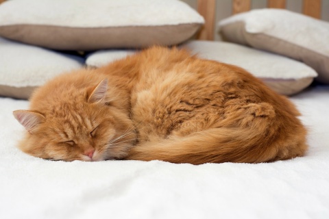Обои Sleeping red cat 480x320