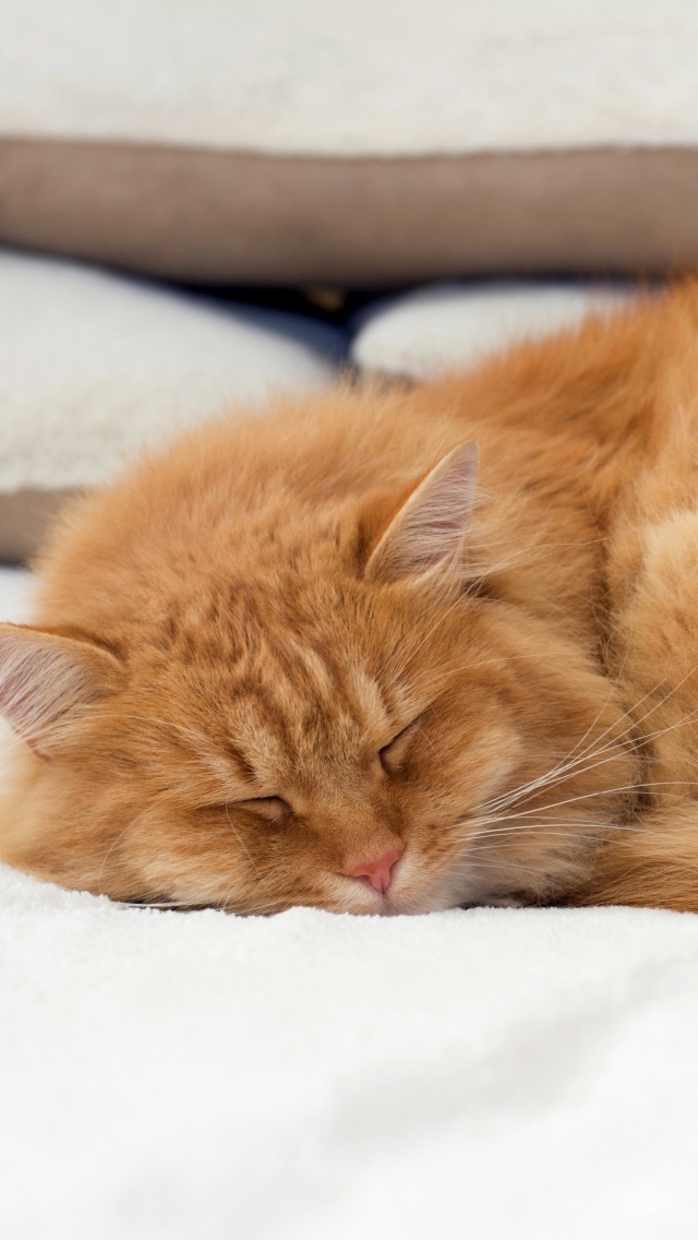 Das Sleeping red cat Wallpaper 640x1136