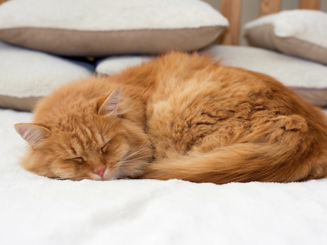 Обои Sleeping red cat 640x480