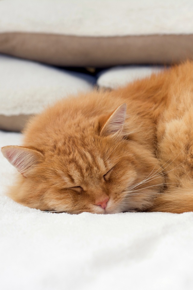Обои Sleeping red cat 640x960