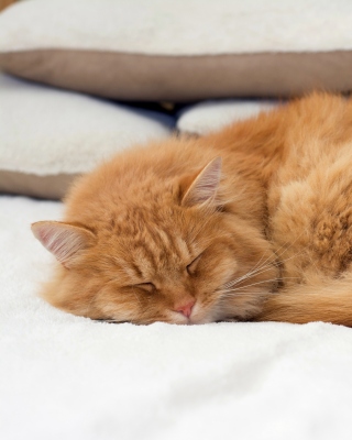 Kostenloses Sleeping red cat Wallpaper für 640x960
