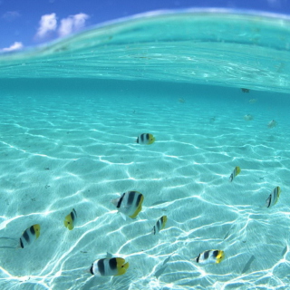 Underwater Life sfondi gratuiti per iPad Air