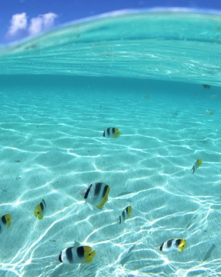 Kostenloses Underwater Life Wallpaper für iPhone 6 Plus