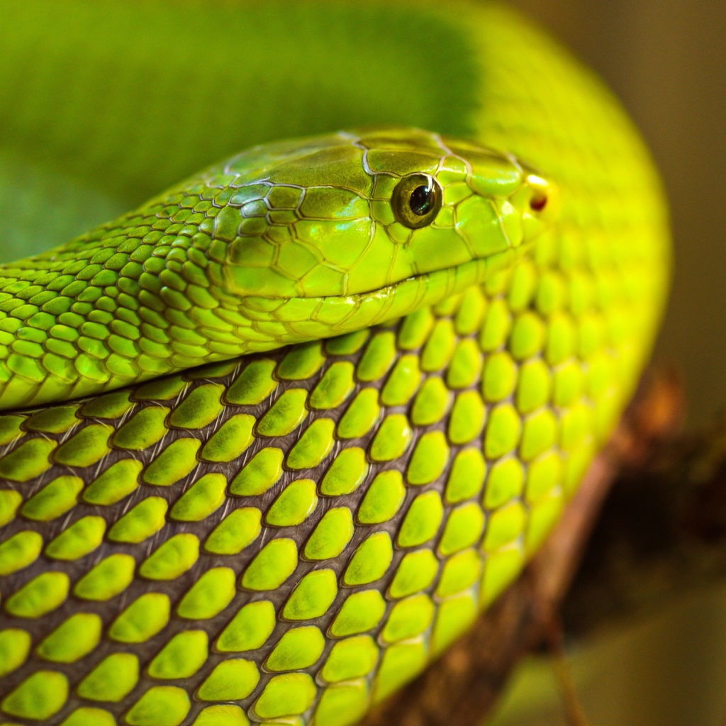 Das Green Snake Macro Wallpaper 1024x1024