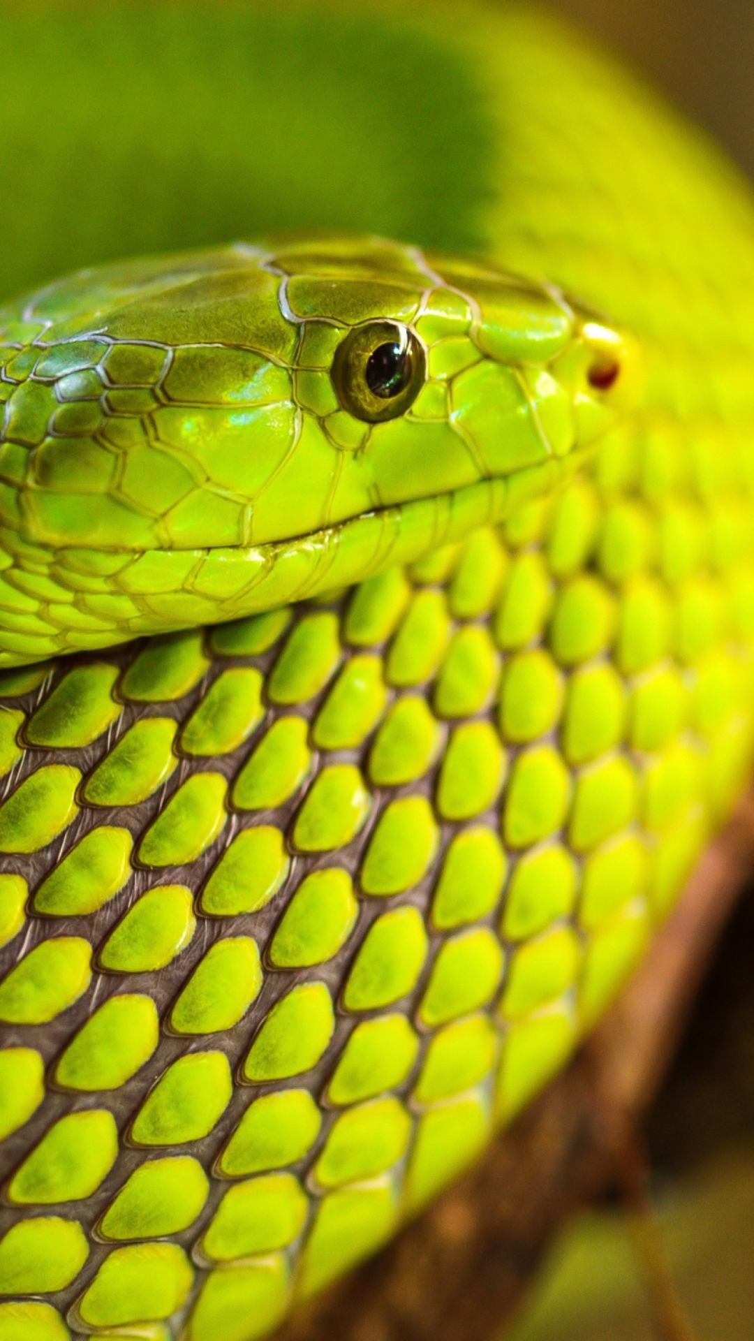 Das Green Snake Macro Wallpaper 1080x1920