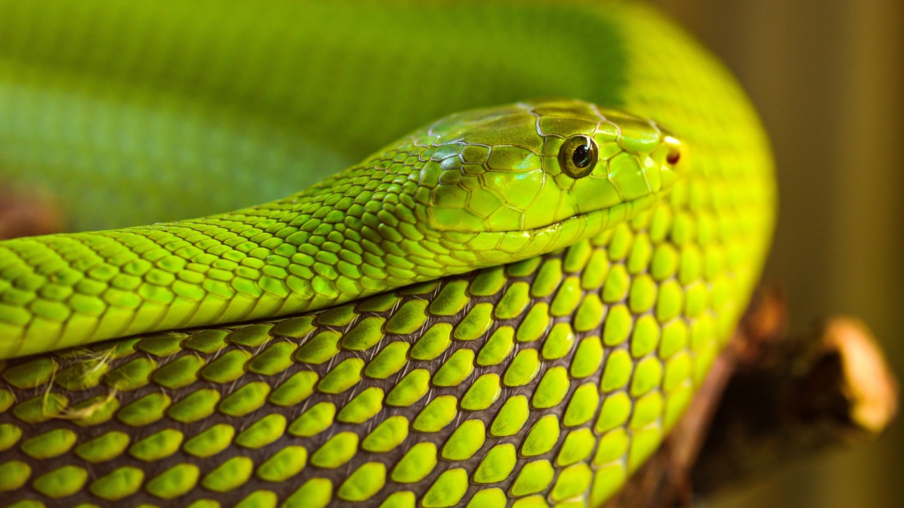 Fondo de pantalla Green Snake Macro 1280x720