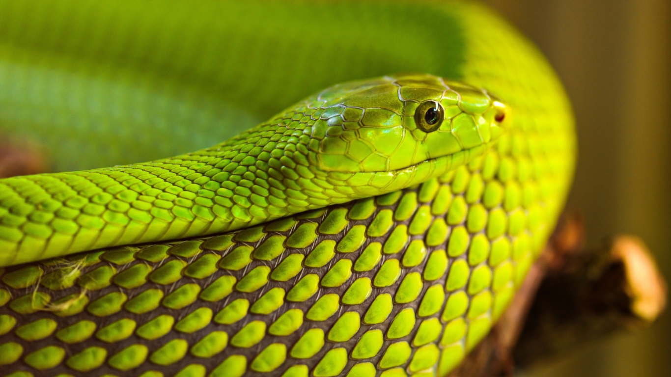 Das Green Snake Macro Wallpaper 1366x768
