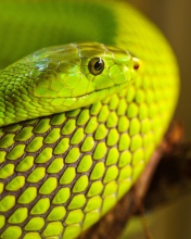 Обои Green Snake Macro 176x220