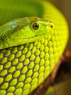 Green Snake Macro screenshot #1 240x320