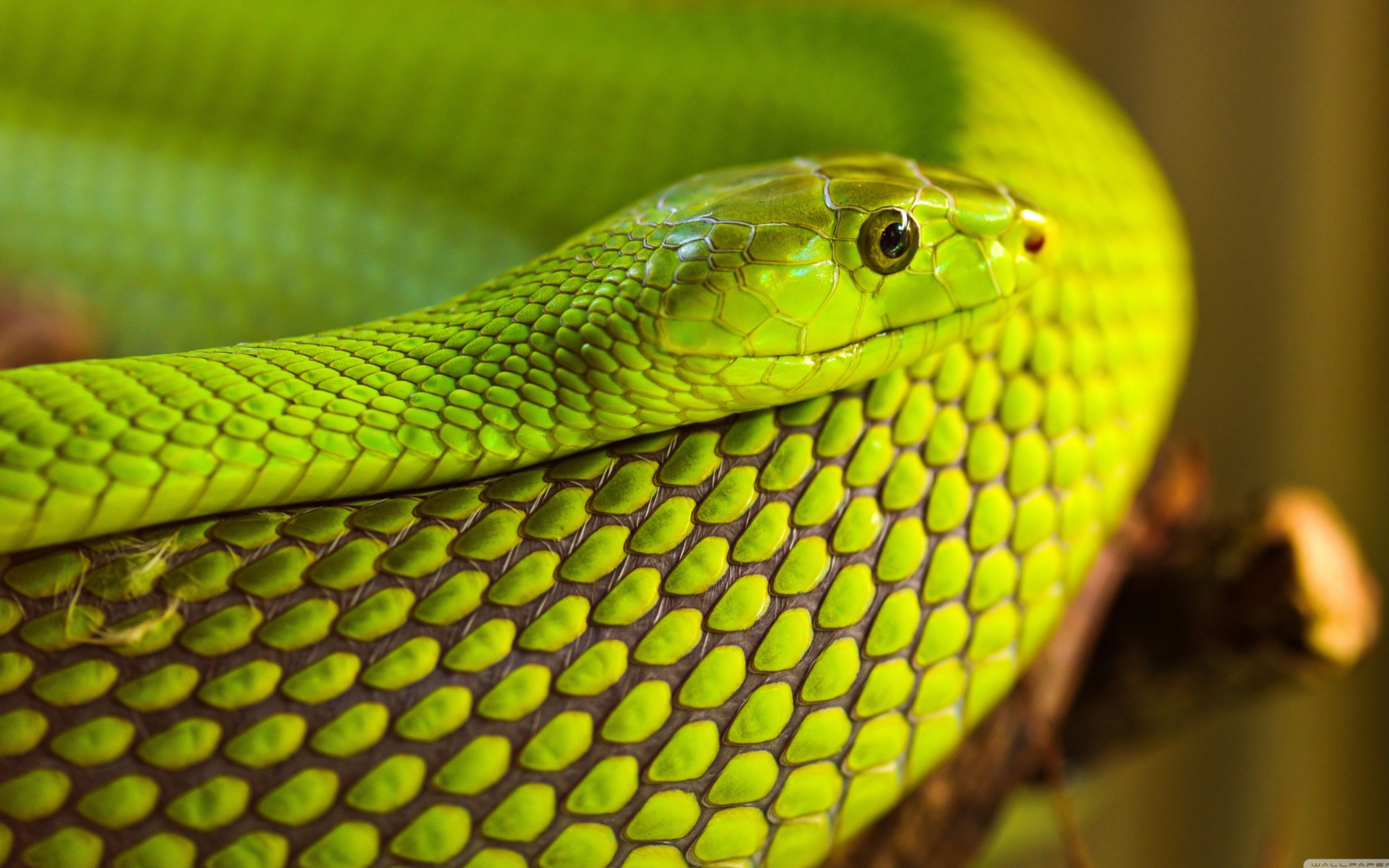 Das Green Snake Macro Wallpaper 2560x1600