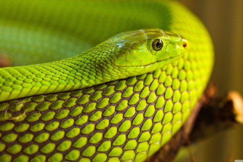 Fondo de pantalla Green Snake Macro 480x320