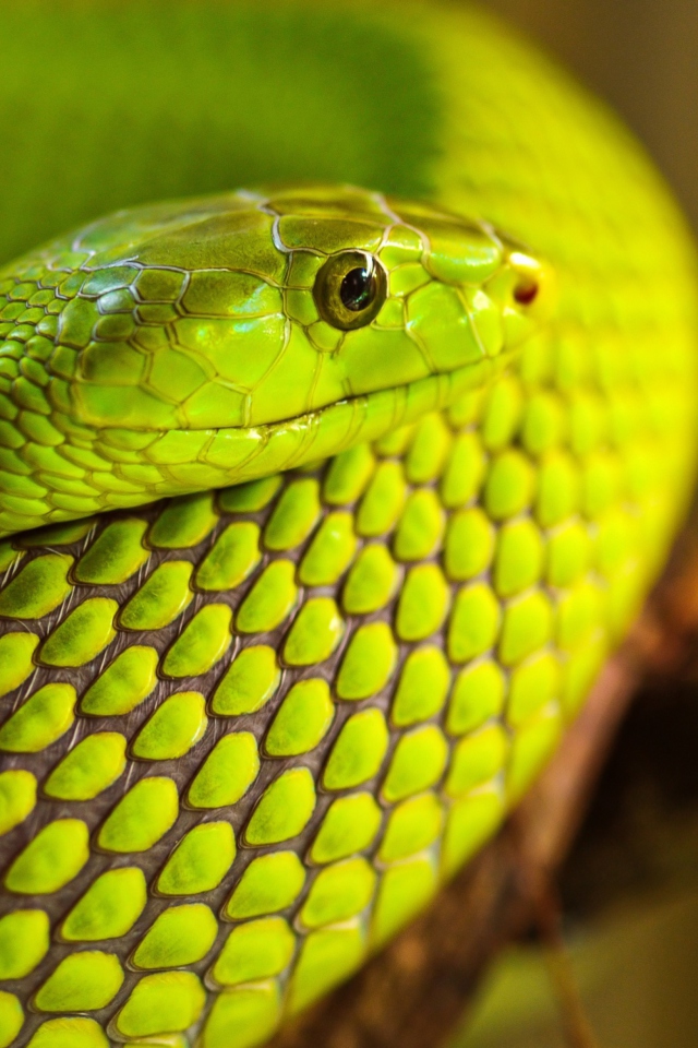 Sfondi Green Snake Macro 640x960
