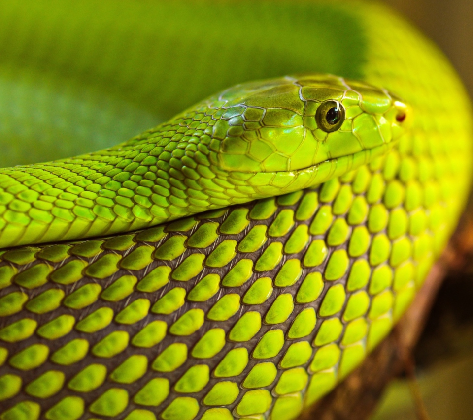 Fondo de pantalla Green Snake Macro 960x854