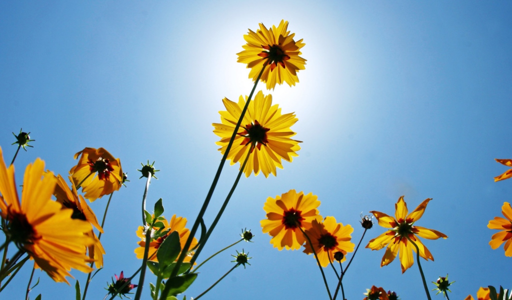Yellow Flowers, Sunlight And Blue Sky wallpaper 1024x600