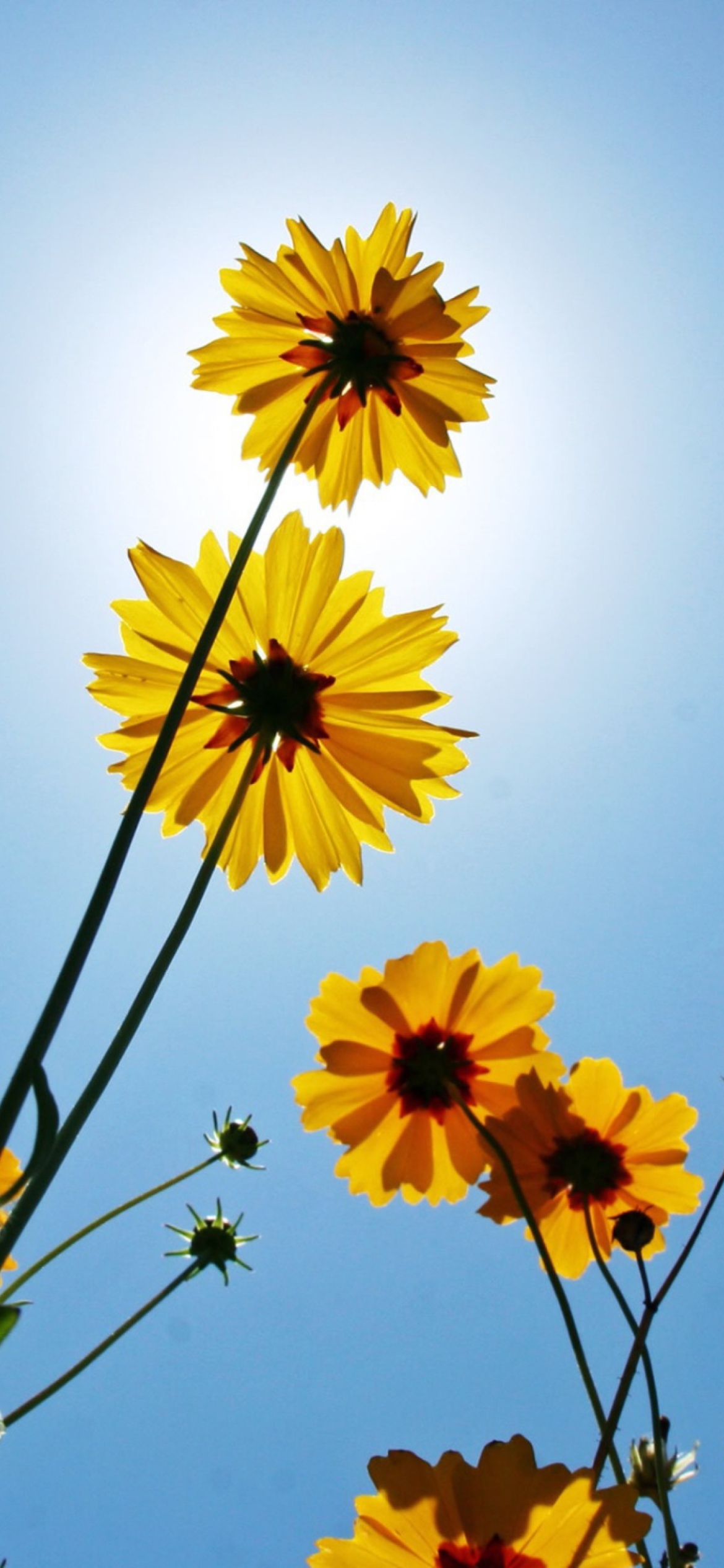 Screenshot №1 pro téma Yellow Flowers, Sunlight And Blue Sky 1170x2532