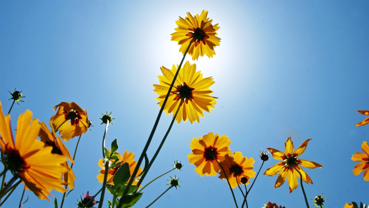 Yellow Flowers, Sunlight And Blue Sky wallpaper 1280x720