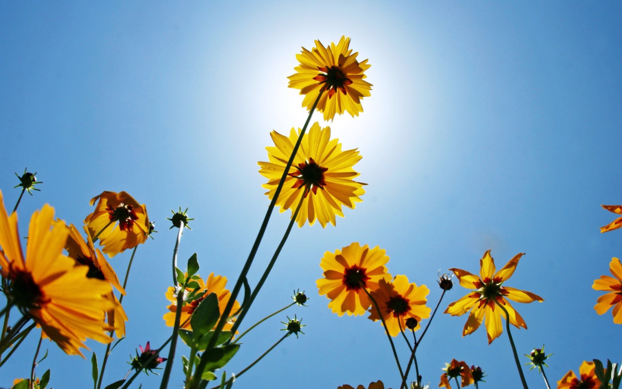Screenshot №1 pro téma Yellow Flowers, Sunlight And Blue Sky 1280x800