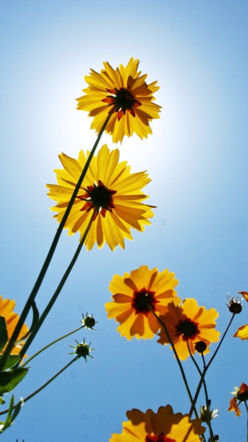 Sfondi Yellow Flowers, Sunlight And Blue Sky 360x640