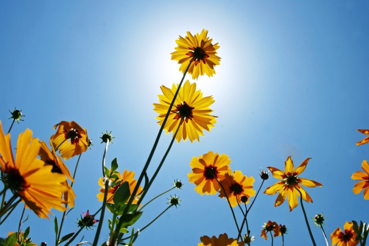 Screenshot №1 pro téma Yellow Flowers, Sunlight And Blue Sky
