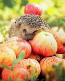 Sfondi Hedgehog Loves Apples 128x160