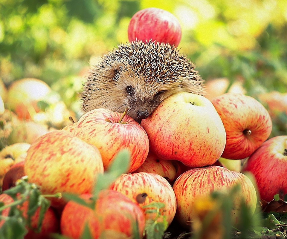 Sfondi Hedgehog Loves Apples 960x800