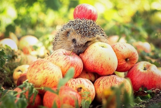 Hedgehog Loves Apples Picture for Android, iPhone and iPad