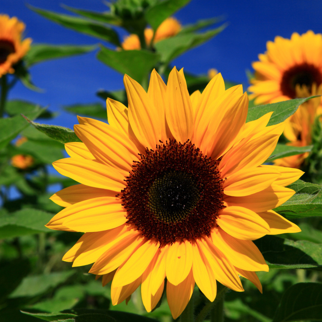 Sunflower close-up wallpaper 1024x1024