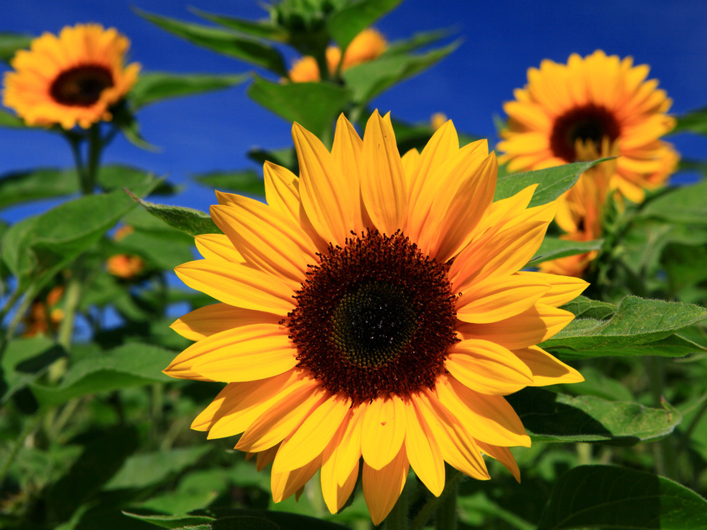 Fondo de pantalla Sunflower close-up 1024x768