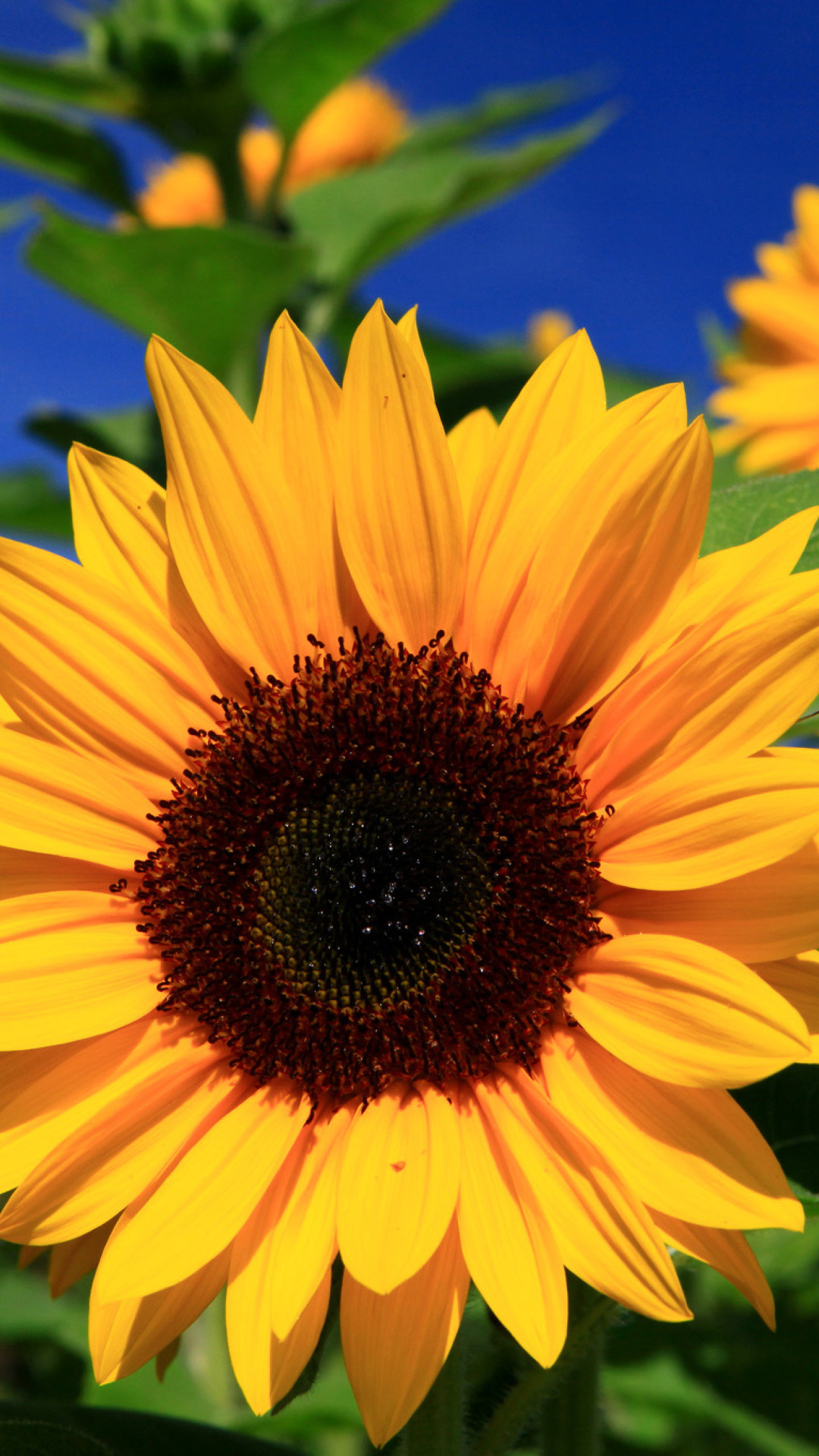 Fondo de pantalla Sunflower close-up 1080x1920