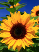 Das Sunflower close-up Wallpaper 132x176