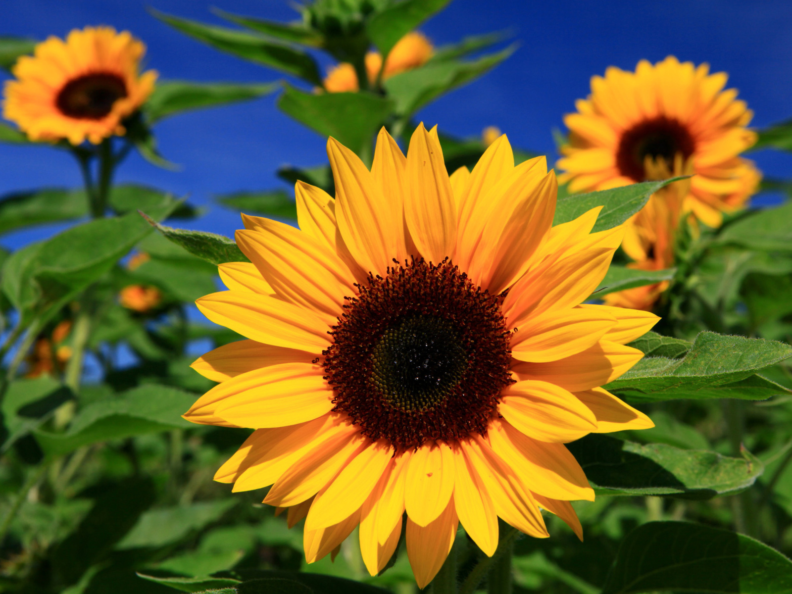 Sunflower close-up wallpaper 1600x1200