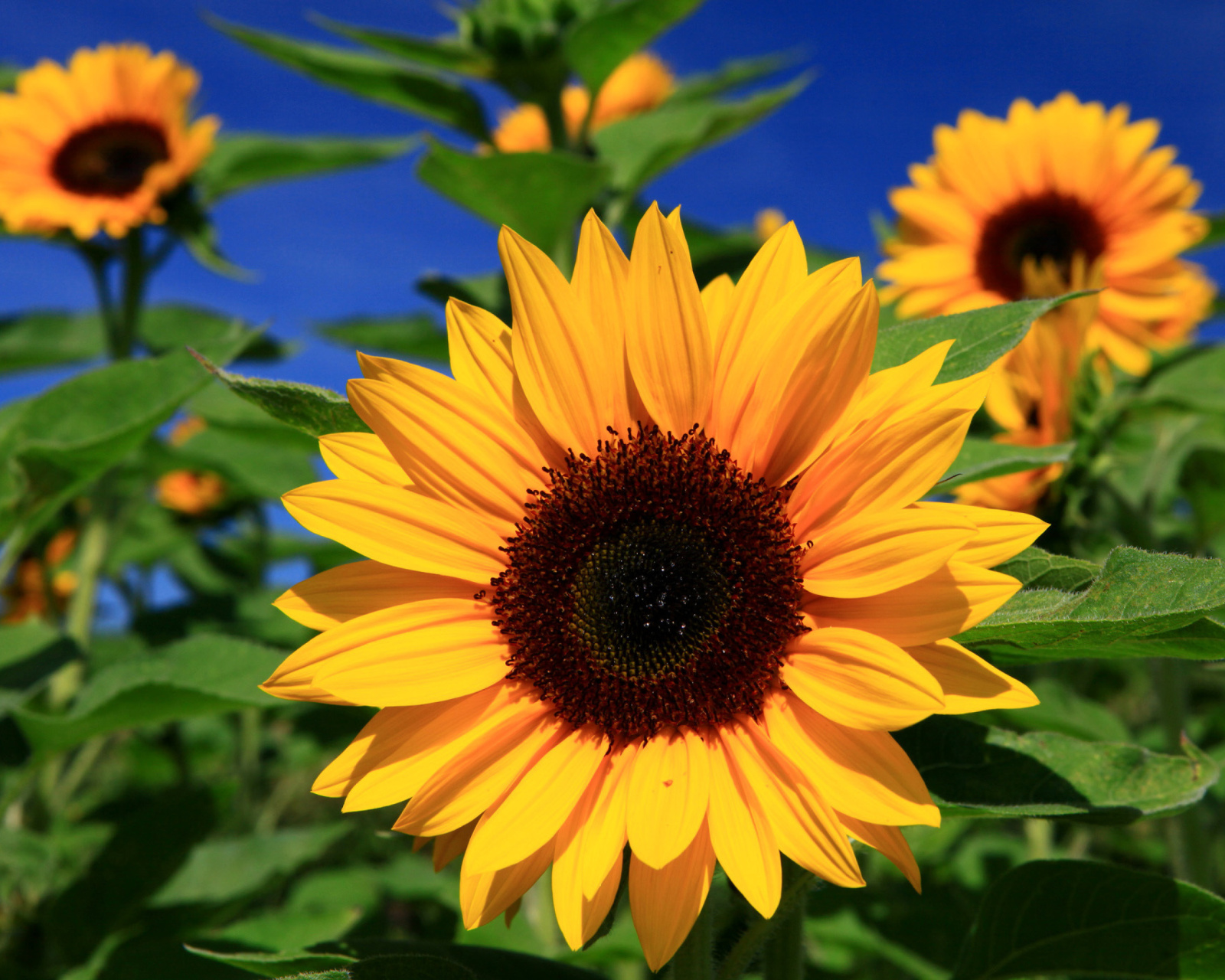 Sunflower close-up screenshot #1 1600x1280