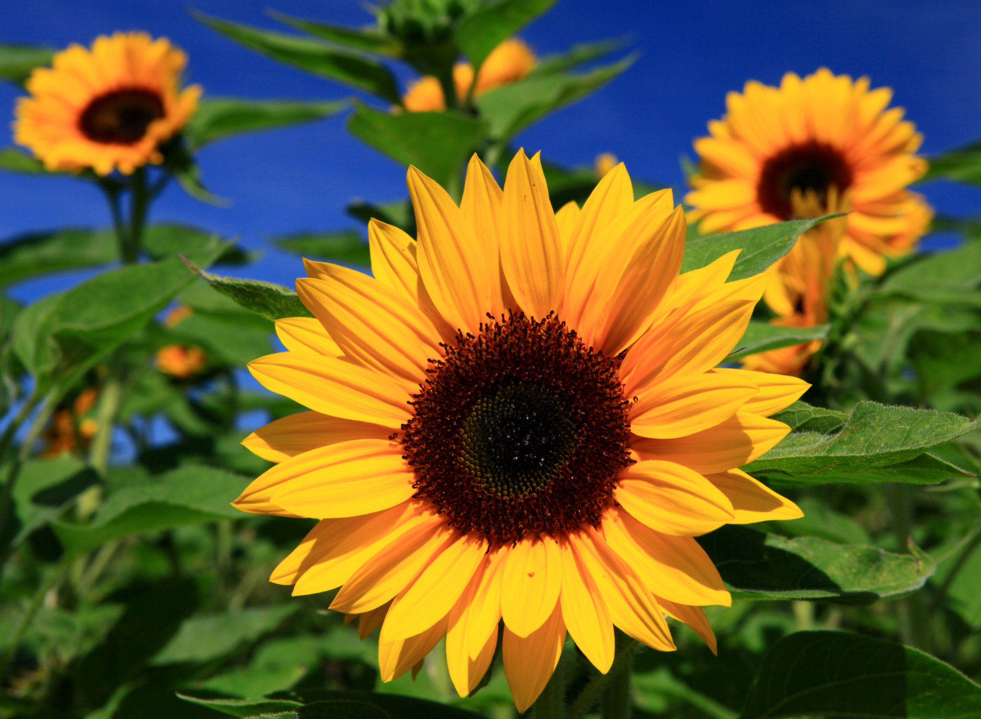 Sunflower close-up screenshot #1 1920x1408