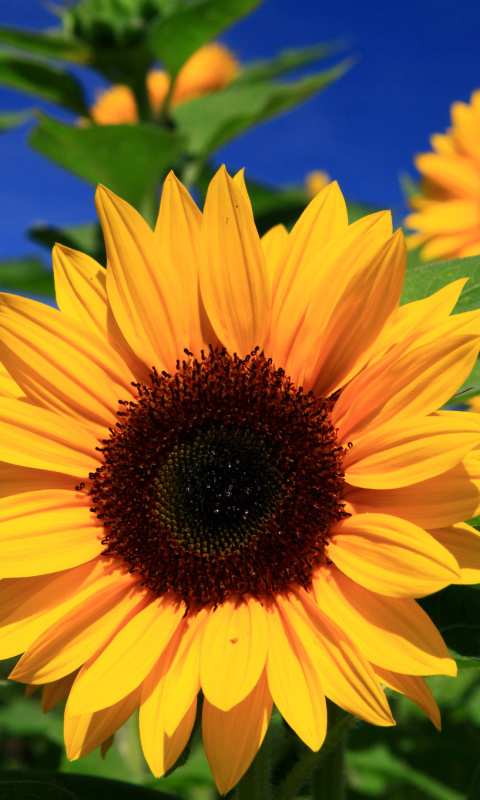 Sunflower close-up wallpaper 480x800