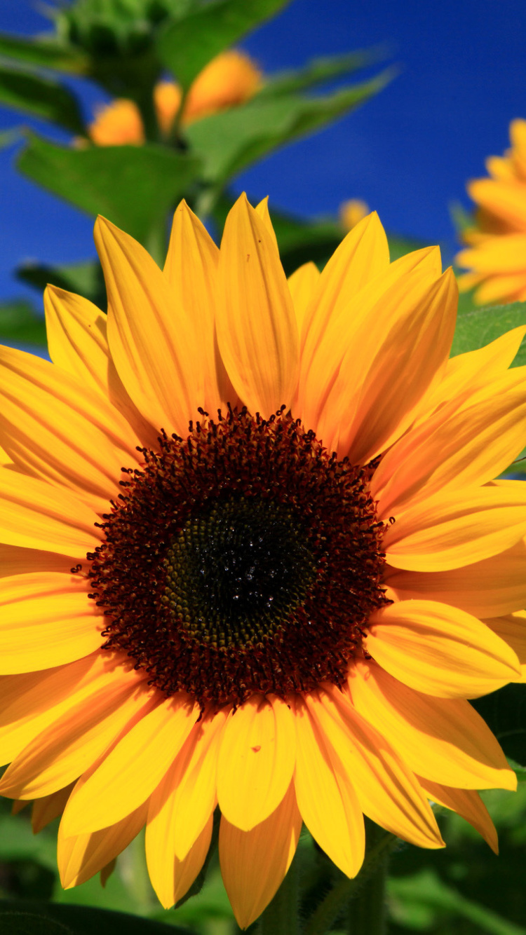 Sunflower close-up screenshot #1 750x1334