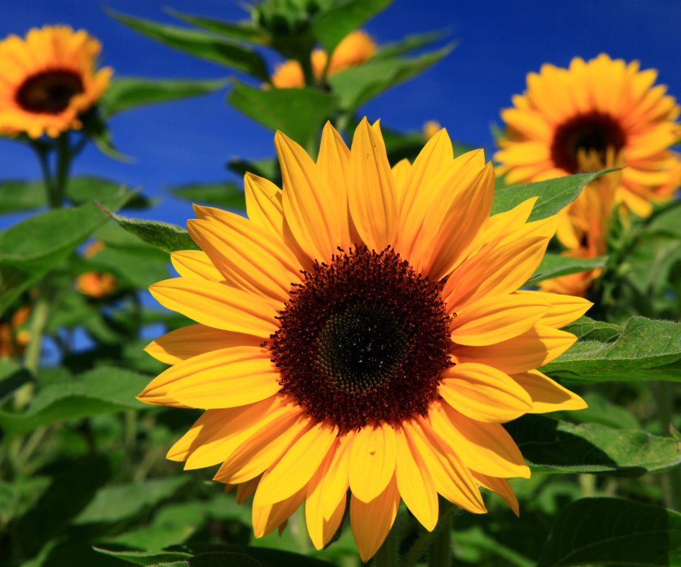 Fondo de pantalla Sunflower close-up 960x800
