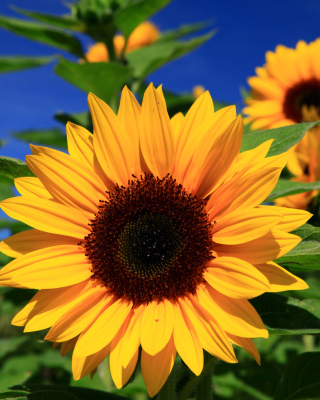 Free Sunflower close-up Picture for 768x1280