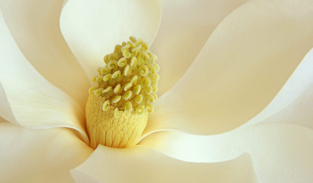 Sfondi Magnolia Blossom 1024x600