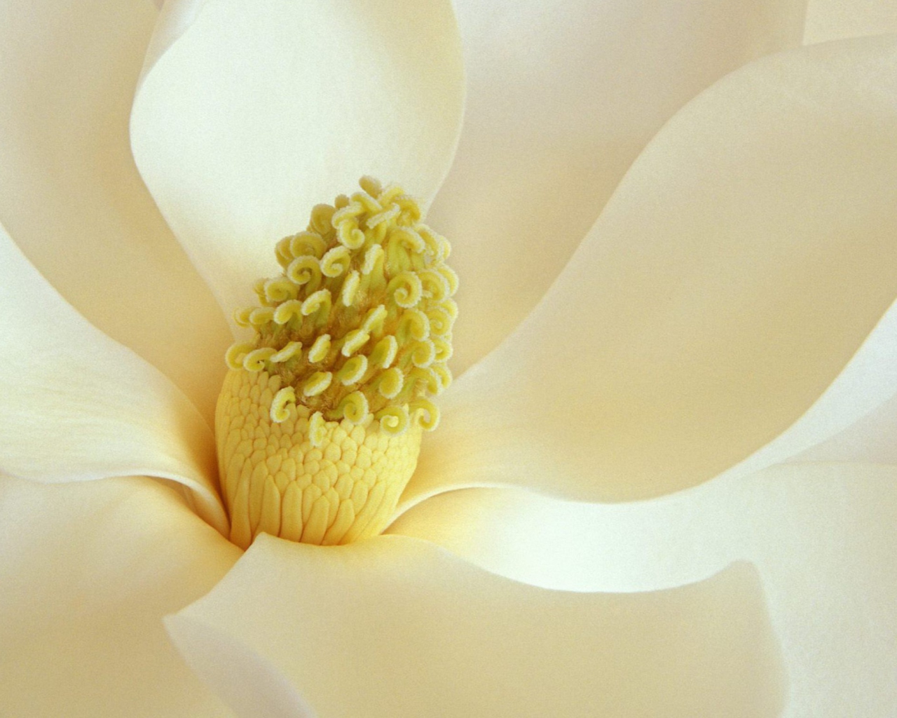 Fondo de pantalla Magnolia Blossom 1280x1024