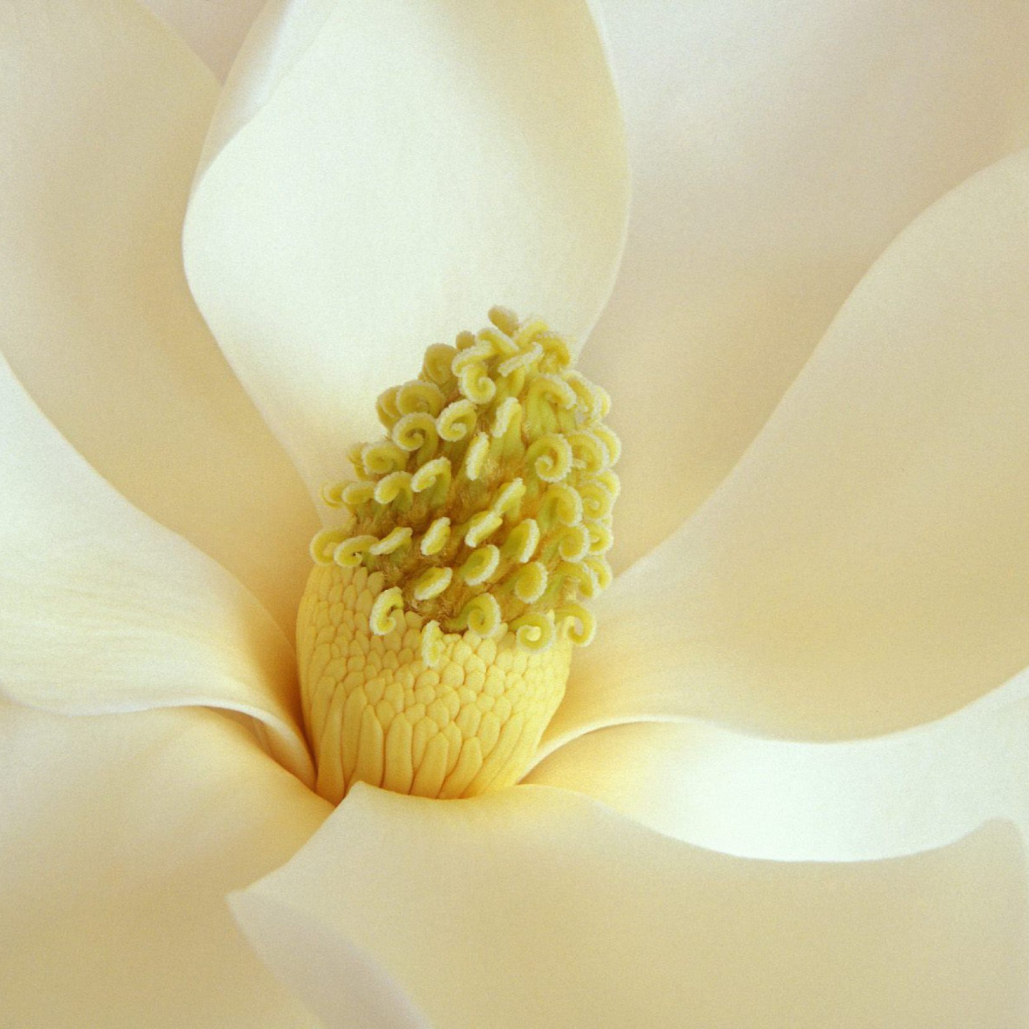 Magnolia Blossom wallpaper 2048x2048