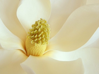 Das Magnolia Blossom Wallpaper 320x240