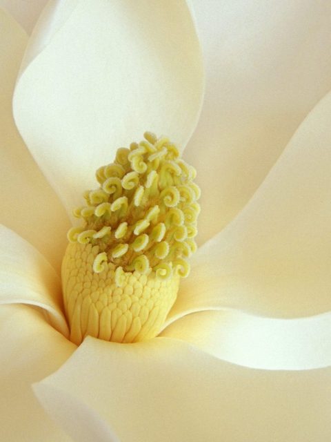 Обои Magnolia Blossom 480x640