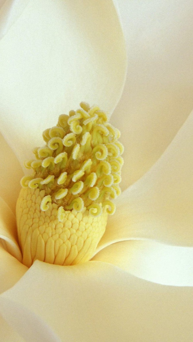 Screenshot №1 pro téma Magnolia Blossom 640x1136