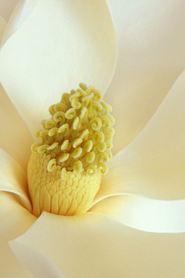 Magnolia Blossom wallpaper 640x960