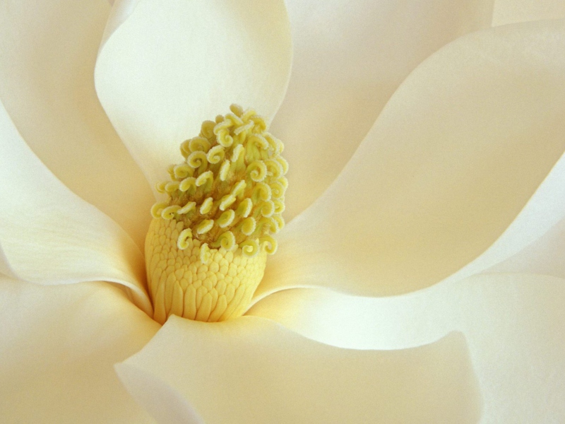 Screenshot №1 pro téma Magnolia Blossom 800x600
