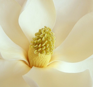 Magnolia Blossom Background for iPad 2