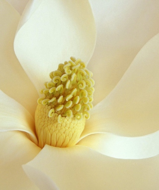 Magnolia Blossom - Obrázkek zdarma pro 320x480