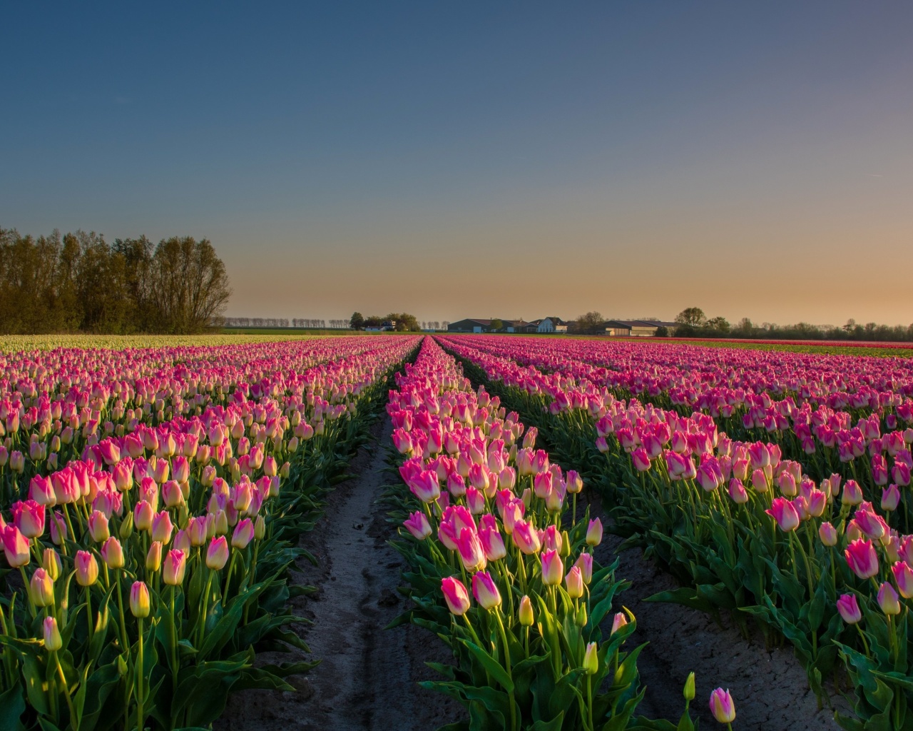 Das Netherland Tulips Flowers Wallpaper 1280x1024
