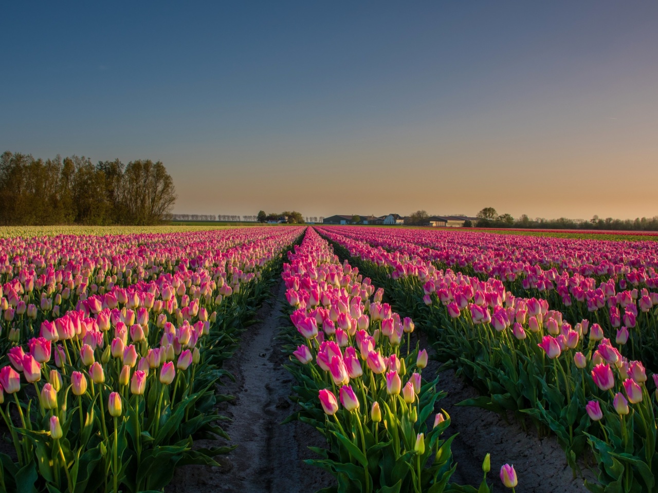 Das Netherland Tulips Flowers Wallpaper 1280x960